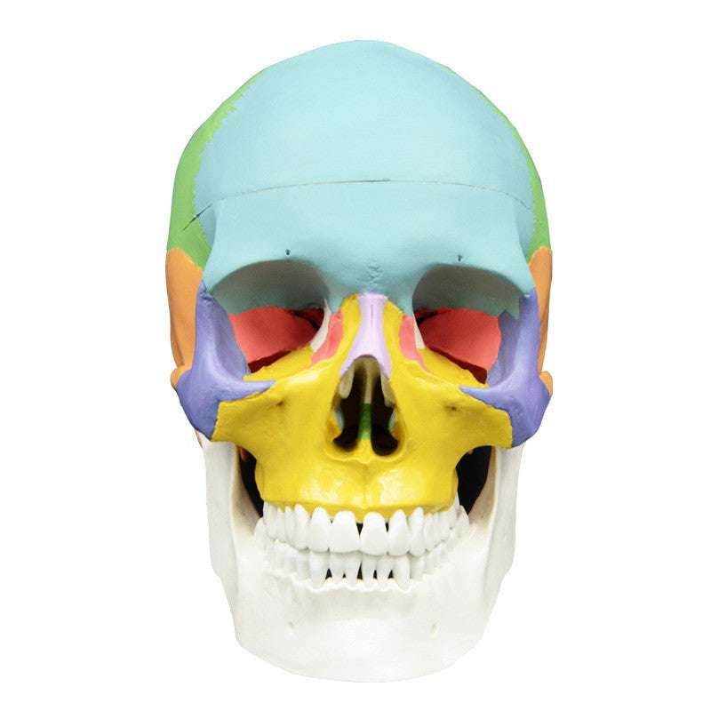 Detachable Skull Model, Human Bone Anatomy, Yoga Learning Aid - available at Sparq Mart