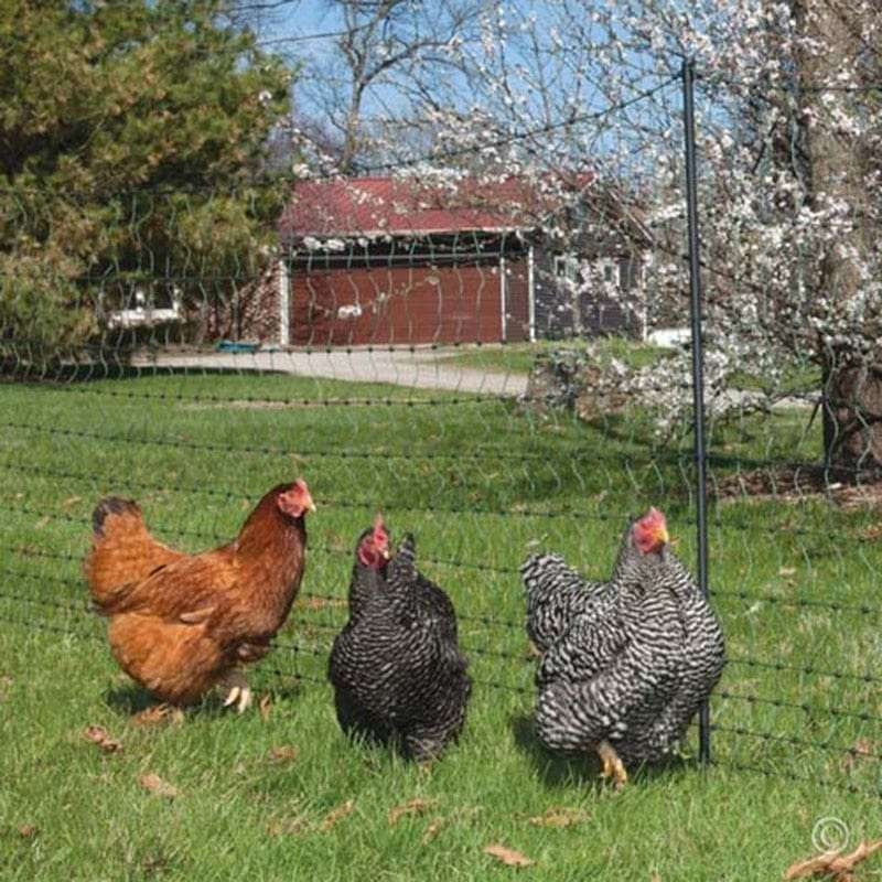 durable poultry netting, mesh fence barrier, plastic garden fencing - available at Sparq Mart